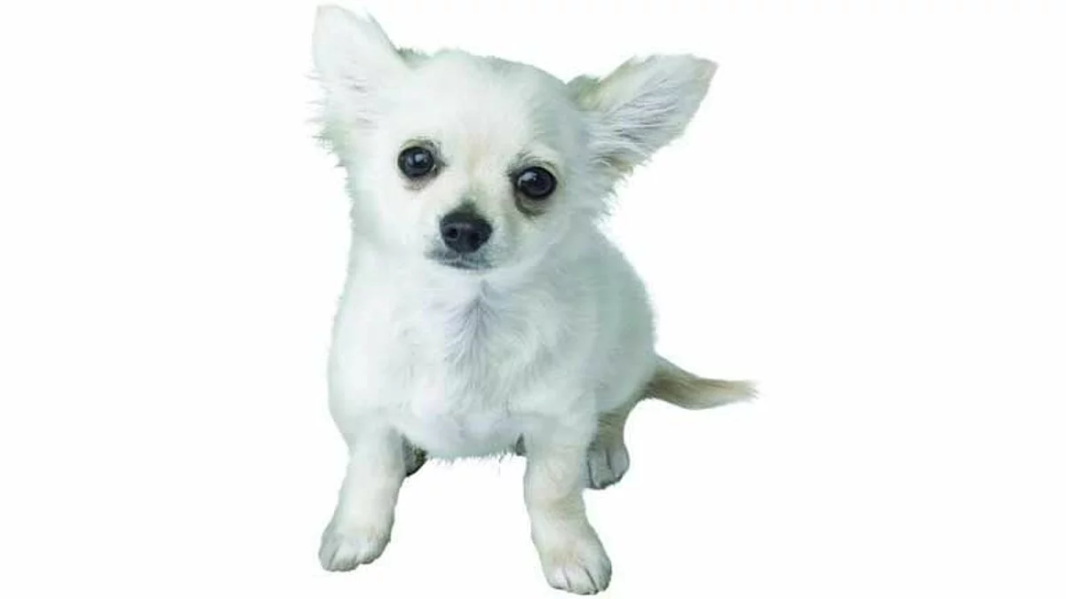 Скриншоты из Nintendogs / Картинка 26