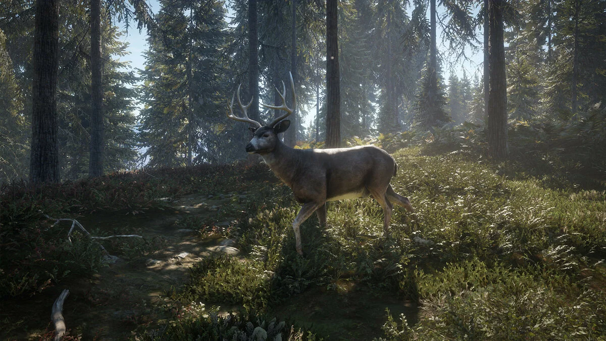 Скриншоты из theHunter: Call of the Wild / Картинка 17