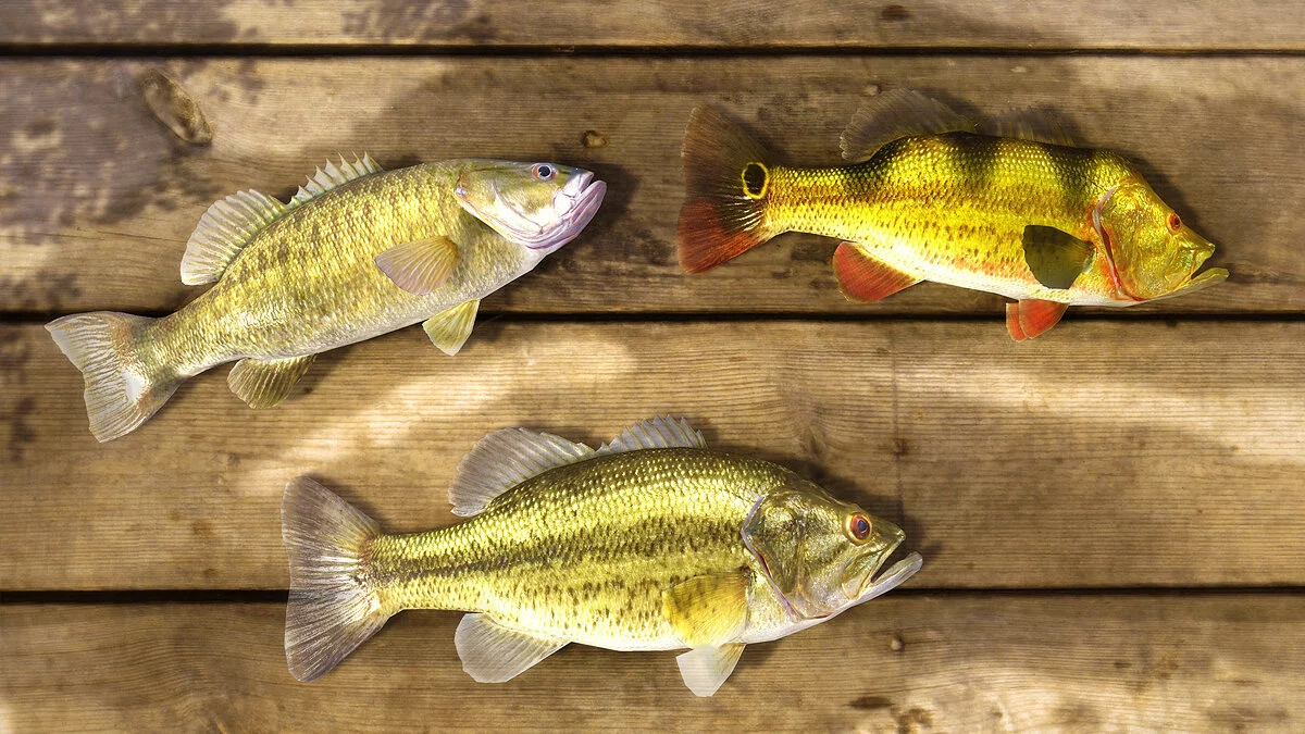 Скриншоты из Fishing Planet / Картинка 1