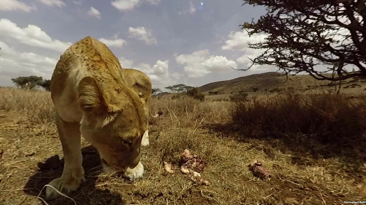 Скриншоты из Virry VR: Feel the Wild / Картинка 16