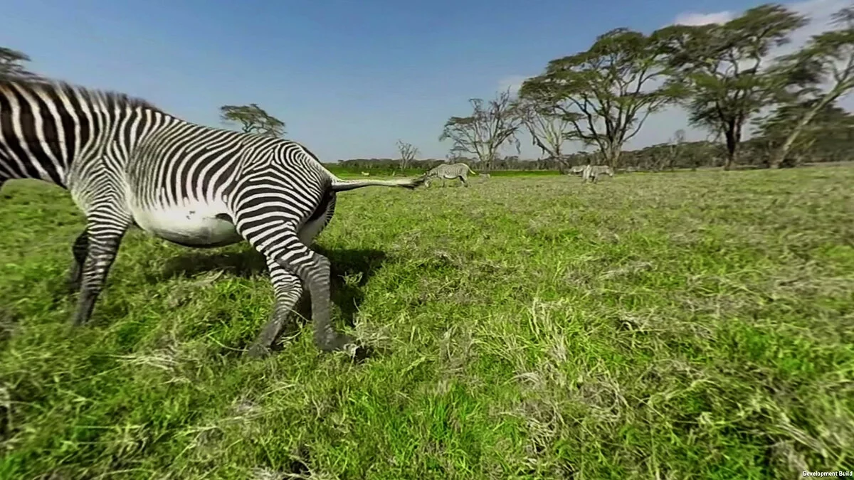 Скриншоты из Virry VR: Feel the Wild / Картинка 22
