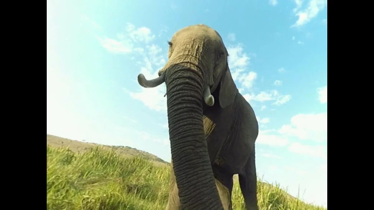 Скриншоты из Virry VR: Feel the Wild / Картинка 41