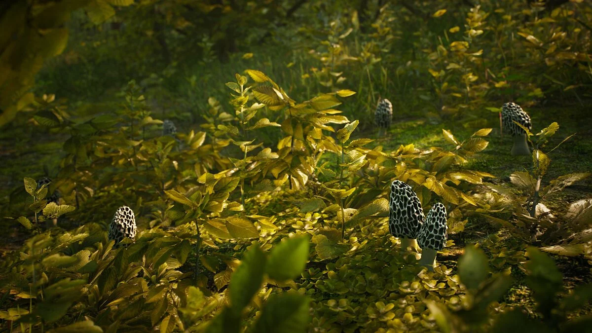 Скриншоты из Morels: The Hunt / Картинка 3