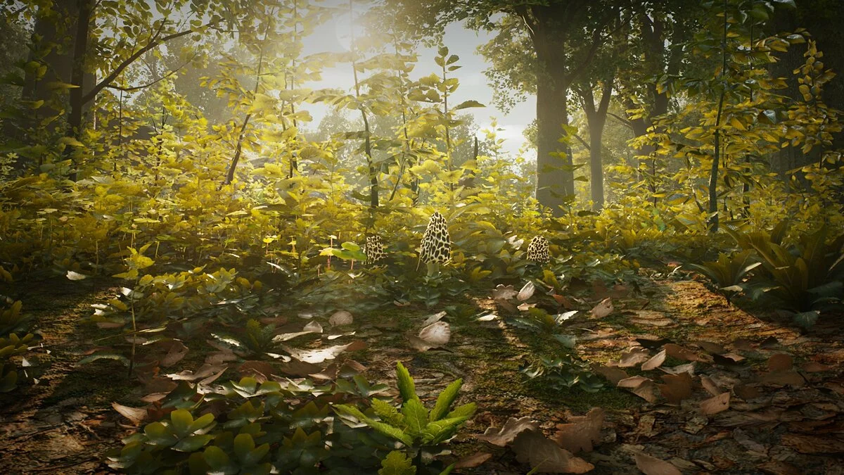 Скриншоты из Morels: The Hunt / Картинка 6