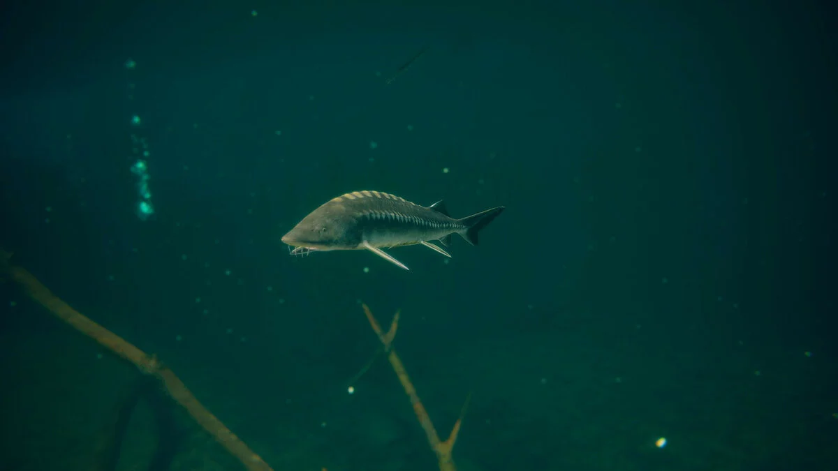 Скриншоты из Ultimate Fishing Simulator 2 / Картинка 32