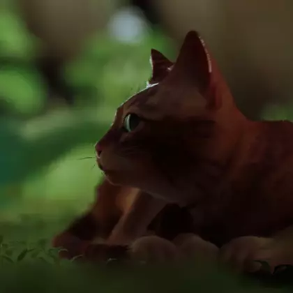 Опубликованы первые 20 минут геймплея «кошачьего» киберпанка Stray